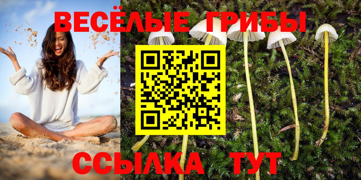 Мыски  Псилоцибиновые грибы MAGIC MUSHROOMS  Вход с VPN 